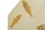 Shale With Five Fossil Fish (Knightia) - Wyoming #320383-4